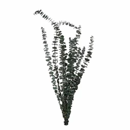 Eukaliptusz csokor szárított 64 cm