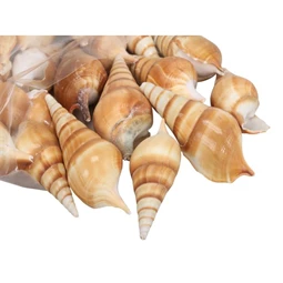 Kagyló 1 kg