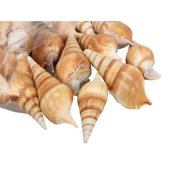 Kagyló 1 kg
