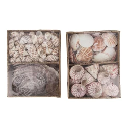 Kagyló 14x18x6 cm 2 féle