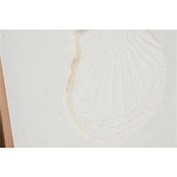 Kép kagyló 50x2x50 cm 6 féle