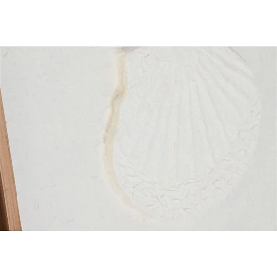 Kép kagyló 50x2x50 cm 6 féle