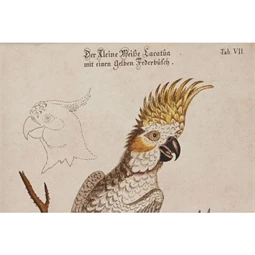 Kép keretes, madár 40x2x50 cm 4 féle