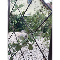 Növényfuttató félköríves 30 cm x 1,2 m