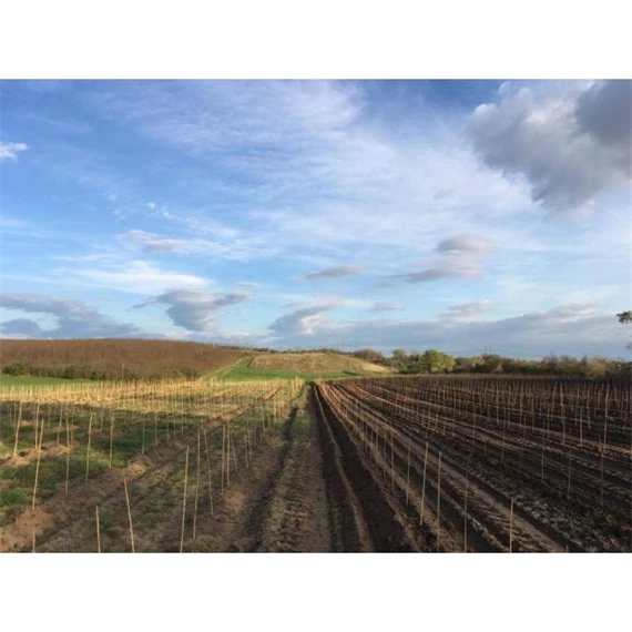 Növénytámasz 6 mm x 60 cm S/6