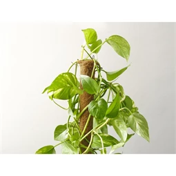 Növénytámasz 4,5x100 cm