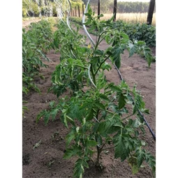 Növénytámasz paradicsomhoz, spirál alakú 0,7 cm x 1,8 m