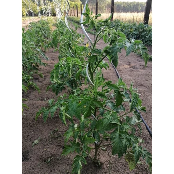 Növénytámasz paradicsomhoz, spirál alakú 0,7 cm x 1,8 m