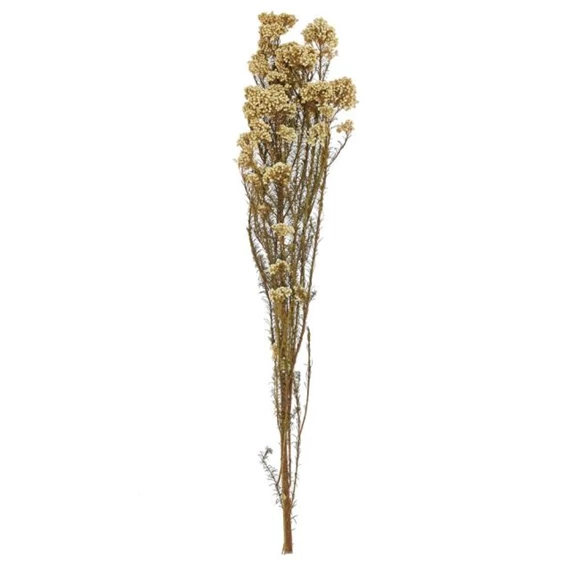 Ozothamnus csokor szárított 70 cm