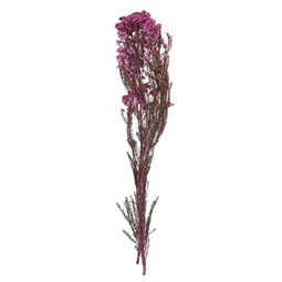 Ozothamnus csokor szárított 70 cm