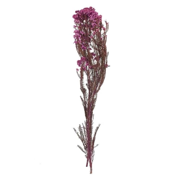 Ozothamnus csokor szárított 70 cm