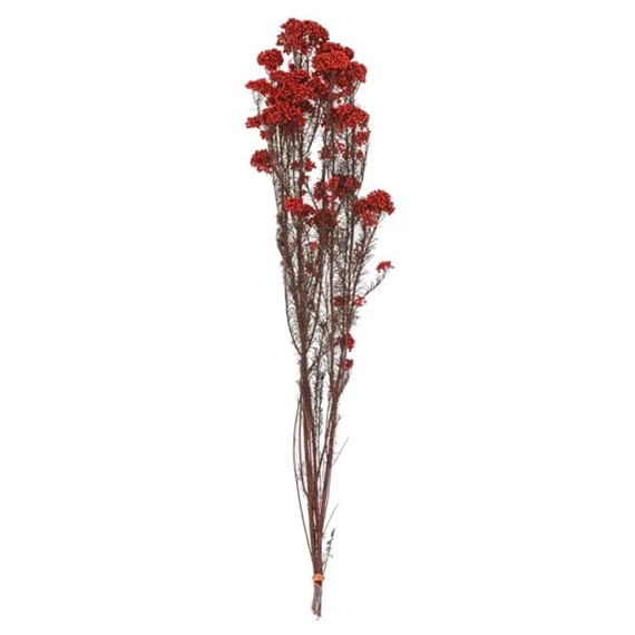 Ozothamnus csokor szárított 70 cm