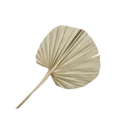 Pálmalevél szárított S/10