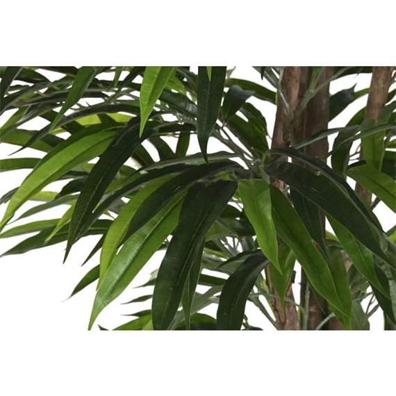 Seleymvirág fikusz cserepes 100x100x180 cm