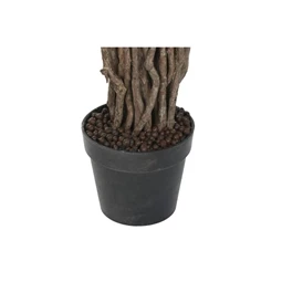 Seleymvirág fikusz cserepes 100x100x180 cm