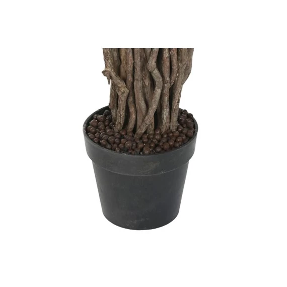 Seleymvirág fikusz cserepes 100x100x180 cm