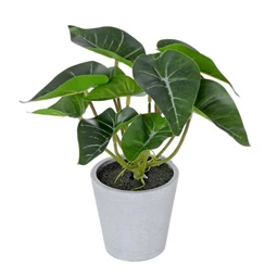 Selyemvirág Syngonium cserépben 22 cm