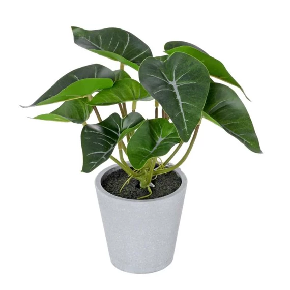 Selyemvirág Syngonium cserépben 22 cm