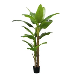 Selyemvirág banánfa 20 levéllel, cserepes 200 cm