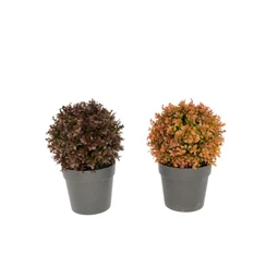 Selyemvirág leveles növény cserépben 17 cm 2 féle