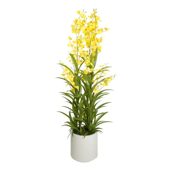 Selyemvirág Orchidea, Oncidium, 3 ágú, kaspóban 112 cm