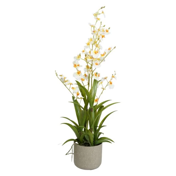 Selyemvirág Orchidea Oncidium, 4 ágú, kaspóban 83 cm