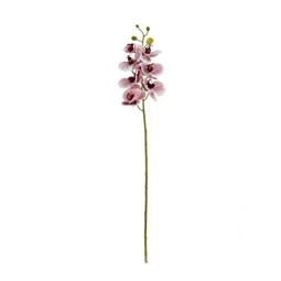 Selyemvirág lepkeorchidea 73 cm