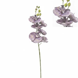 Selyemvirág lepkeorchidea 72 cm