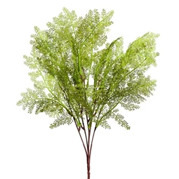 Selyemvirág páfrány 44 cm
