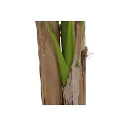 Selyemvirág Banánpálma 90x90x240 cm